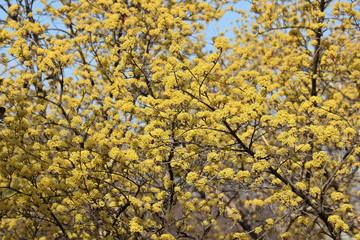 초봄 산수유 꽃