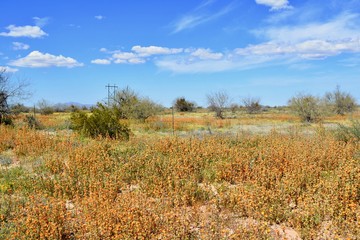 Fototapeta premium Arizona Superbloom Globemallow Orange Wildflowers