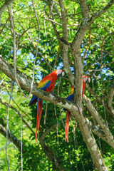 Scarlet Macaw (Ara macao)