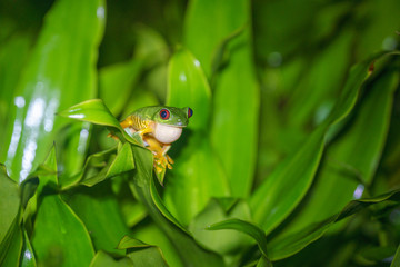 Red-Eyed Leaf Frog (Agalychnis callidryas)