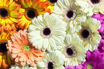 Daisy flower gerbera heads bouquet background. Flat lay floristic spring pattern