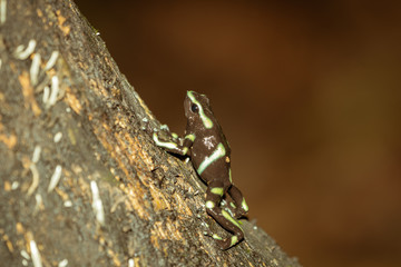 Green-and-Black Poison Dart Frog (Dendrobates auratus)