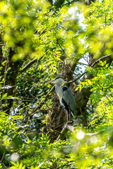Grey Heron (Ardea cinerea)