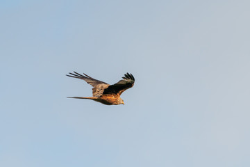 Red Kite (Milvus milvus)