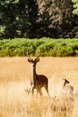 Fallow Deer (Dama dama)