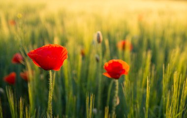 poppy