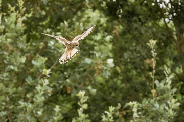 Common Kestrel (Falco tinnunculus)