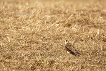 Common Kestrel (Falco tinnunculus)