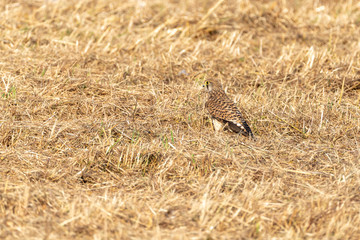 Common Kestrel (Falco tinnunculus)