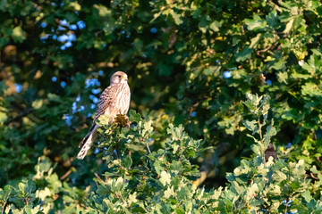 Common Kestrel (Falco tinnunculus)