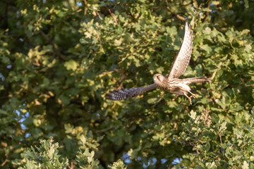 Fototapeta premium Common Kestrel (Falco tinnunculus)