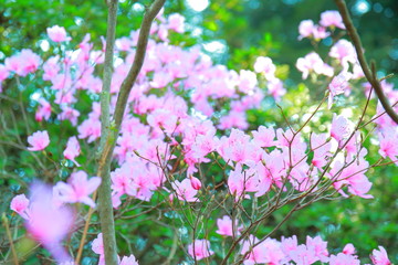 春を歌うピンクの桜