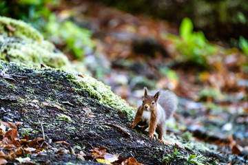 Red squirrel (Sciurus vulgaris)