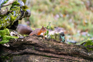 red squirrel (Sciurus vulgaris)