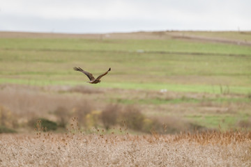 Marsh harrier (Circus aeruginosus)
