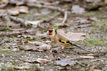 European Goldfinch (Carduelis carduelis) perched, taken in United Kingdom