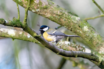 Great Tit (Parus Major)
