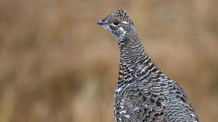 grouse