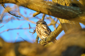 Little Owl (Athene noctua)