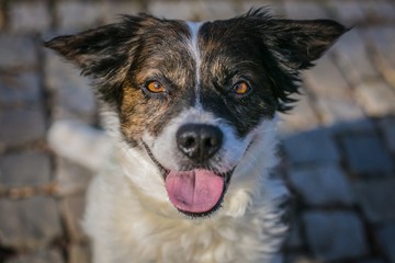 Close up portrait of a white and brown mixed breed dog sitting on cobble stone pavement looking happy, open mouth, pink tongue sticking out, sunny day in a town