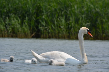Obraz premium swan on the lake