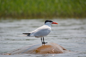 bird on rock