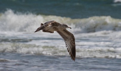 Seagulls at the Beach