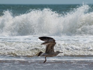 Obraz premium Seagulls at the Beach