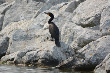 cormorant on rock