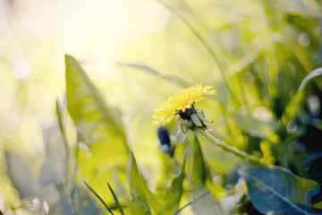 Yellow flowers of a dandelion