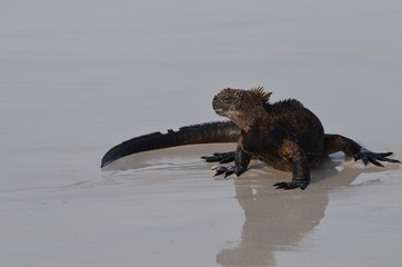 Marine iguana at Galapagos islands