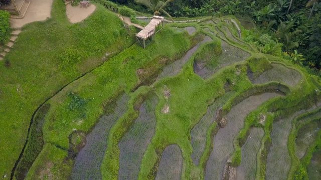 Aerial view above of Bali landscapes with terraces rice fields.
