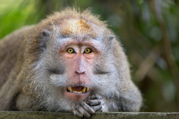 Close - up of a large male monkey with a surprised expression lies on a stone with an open mouth. The leader of the macaques shows fangs.