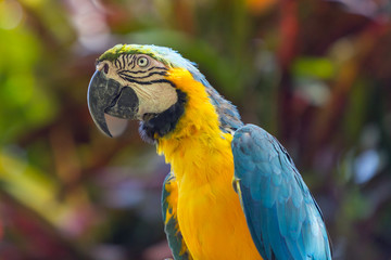 Closeup portrait of the gold and blue macaw parrot in Ubud bird park, Bali.