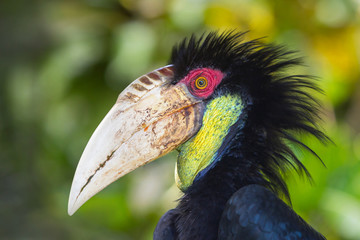 Closeup portrait of the black hornbill with a big beak in Ubud.