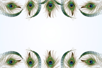 Obraz premium peacock feather in blur background with text copy space