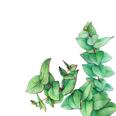 Frame of branch heart-leaved eucalyptus (Eucalyptus gunnii, plant also known as Silver Dollar Gum). Watercolor hand drawn painting illustration, isolated on white background.