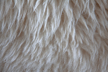 White fur for background
