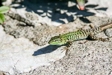 close up from a lizard over the rock