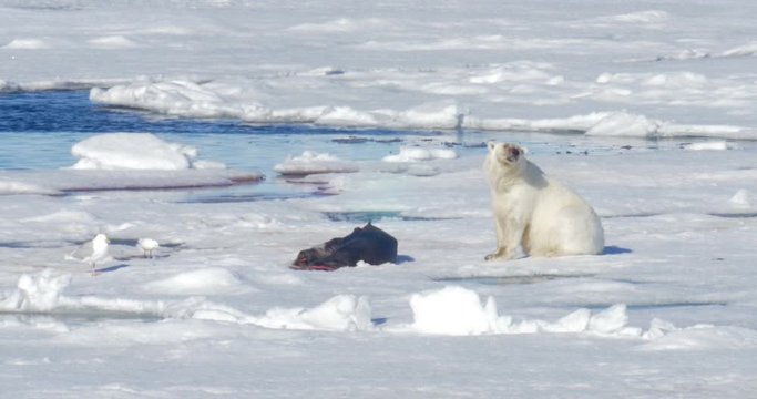 Polar bear feeding from seal corps at Spitsbergen Sea Beautiful close shot of Polar bear eating from seal corp Norway in 4K resolution