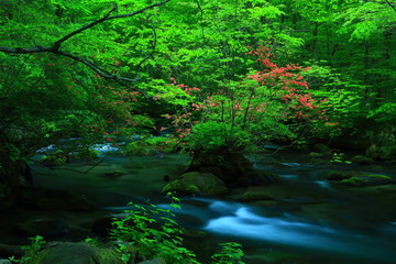 Obraz premium 新緑の奥入瀬渓流