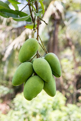 green mango hanging,mango field,mango farm. Agricultural concept,Agricultural industry concept.Mangoes fruit on the tree in garden, Bunch of green ripe mango on tree in garden. Selective focus