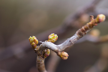 Blooming leaves on a branch