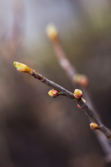 Blooming leaves on a branch