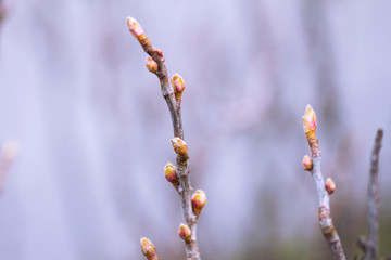 Blooming leaves on a branch