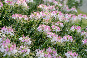 Obraz premium Cleome spider flower garden