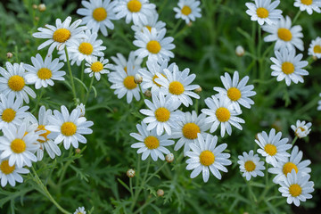 white daisy flower garden