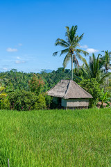 Landscape with rice fields, straw house and palm tree at sunny day in island Bali, Indonesia. Nature and travel concept