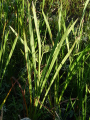 sedge plant fruit wetland
