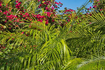 Tropical Landscape - Vacations and Holidays - Hawaiian Scene.